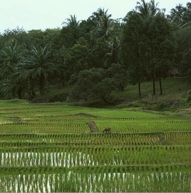field-in-koh-yao-noi-thailand