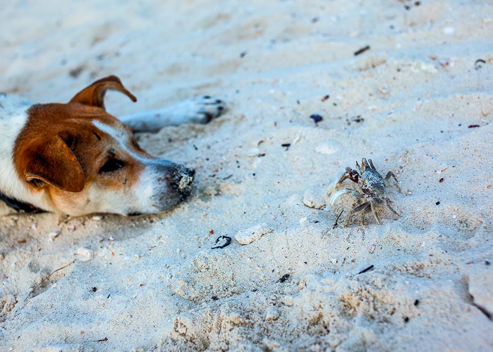 koh-lipe-beach-resort-thailand-dogs-on-the-beach-with-crab