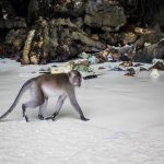 plankton-tour-phi-phi-monkey-walking-on-monkey-beach-koh-phi-phi-half-day-trip-thailand