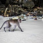 monkey-walking-on-monkey-beach-koh-phi-phi-half-day-trip-thailand