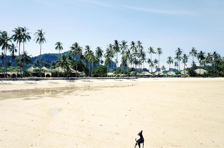 small-dog-on-the-beach-phi-phi-island-village-beach-resort-koh-phi-phi-loh-ba-kao-thailand