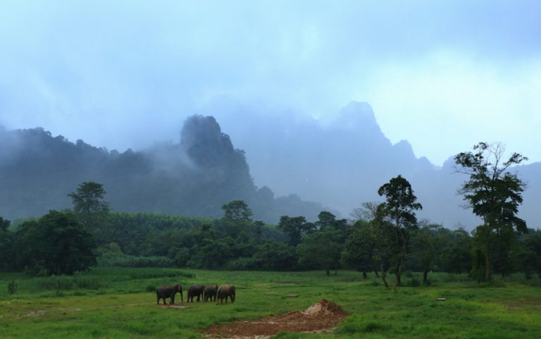 Elephants-are-in-the-free-roaming-area-elephant-hill