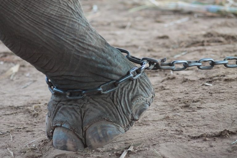 elephant-chained-up-thailand