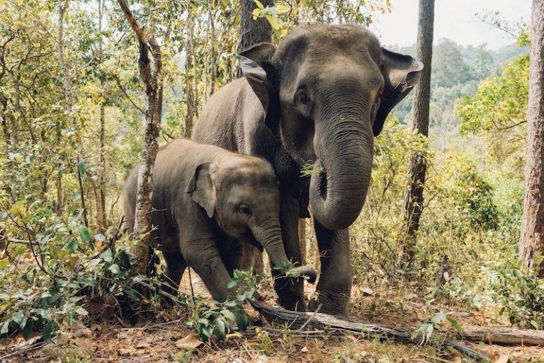 elephants-in-the-jungle-thailand