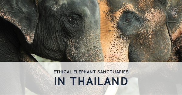You are currently viewing Ethical Elephant Sanctuaries in Thailand