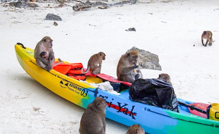 kayaking-to-monkey-beach-koh-phi-phii