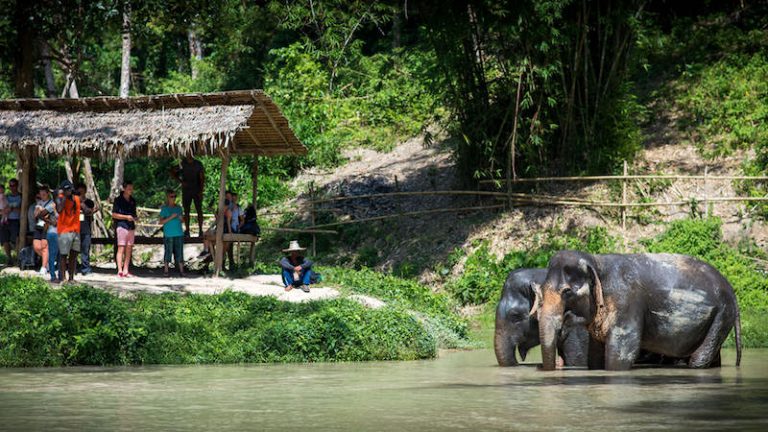 phuket-elephant-sanctuary-observing-animals