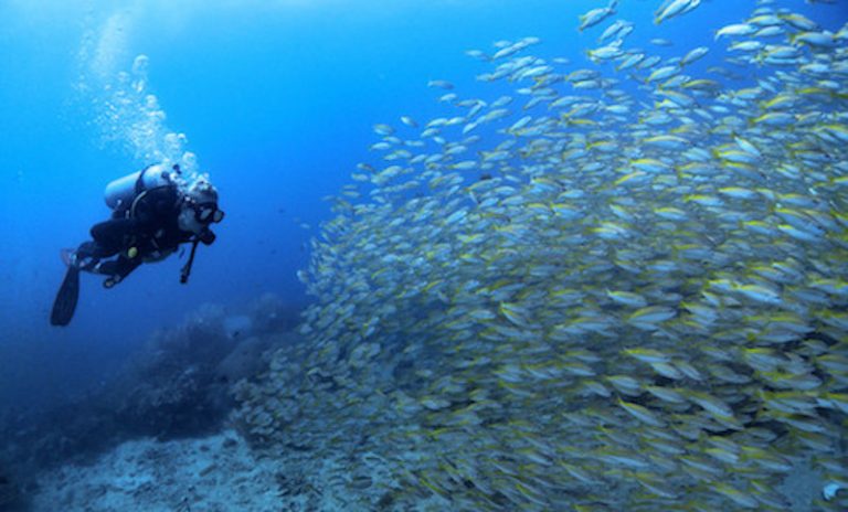 scuba-diving-koh-phi-phi-thailand-bida-nok-diver