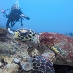 scuba-diving-with-turtles-koh-phi-phi