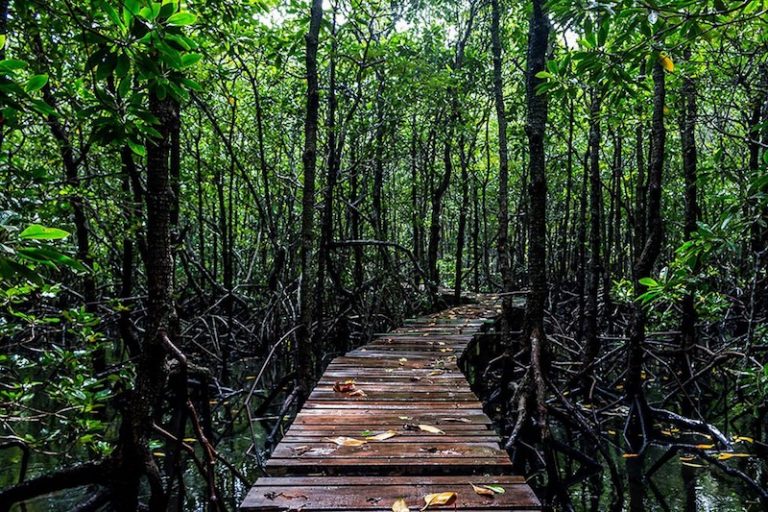 Mangrove-forest-Koh-lanta