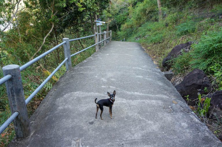 concrete-bridge-dog-phi-phi-island-walks
