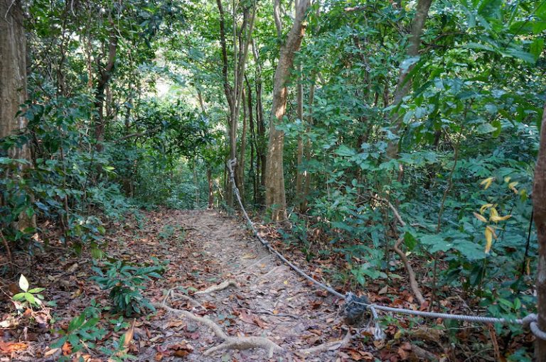 jungle-hill-path-phi-phi-island-thailand