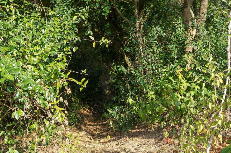 jungle-walk-phi-phi-island-forest-path