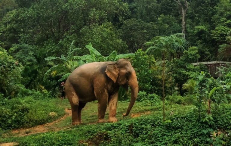 thailand-koh-lanta-things-to-do-elephant