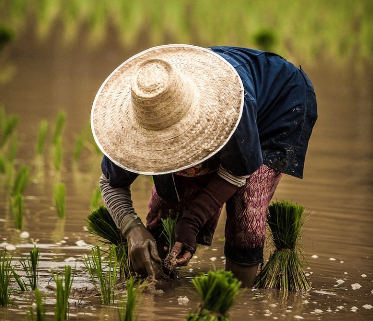 pai-thai-women-working-in-rice-field-thailand
