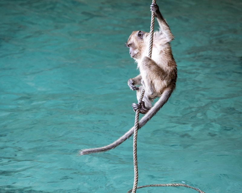 monkey-koh-phi-phi-thailand