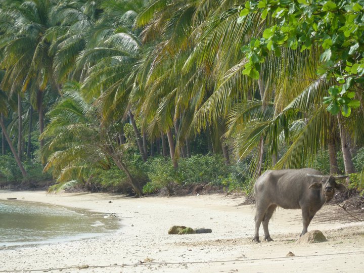 koh-samui-thailand-beach-with-palms-and-buffalo