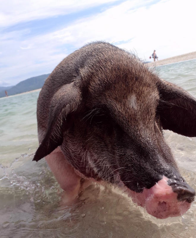 pigs-koh-madsum-island-koh-samui-thailand