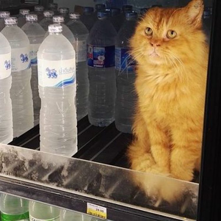 cat-in-the-fridge-koh-phi-phi-thailand