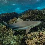 reef-shark-koh-phiphi-visatravel