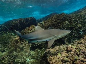 reef-shark-koh-phiphi-visatravel