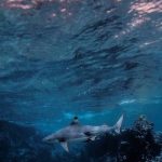 reef-shark-phi-phi-island-visatravel