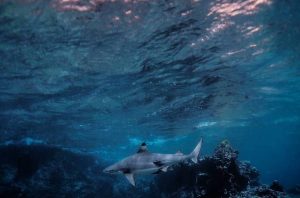 reef-shark-phi-phi-island-visatravel