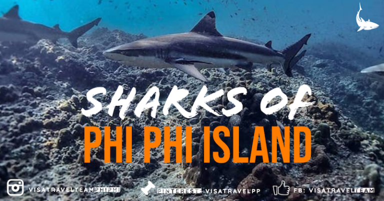 Read more about the article Sharks in Phi Phi Island