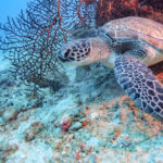 turtle-koh-phi-phi-scuba-diving