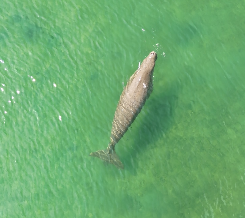 koh-mook-visatravel-phiphi-travel-guide-dugong