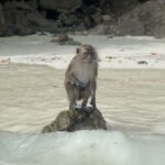 early-bird-koh-phi-phi-avoid-the-crowds-monkey