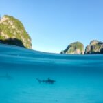 early-bird-koh-phi-phi-avoid-the-crowds-shark