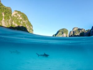 early-bird-koh-phi-phi-avoid-the-crowds-shark