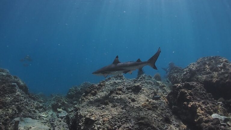 scuba-diving-koh-phi-phi-visa-travel-reef-shark