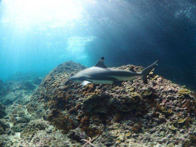 scuba-diving-koh-phi-phi-visa-travel-reef-shark