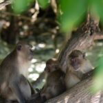 group trip koh phi phi long tail boat visa travel.7